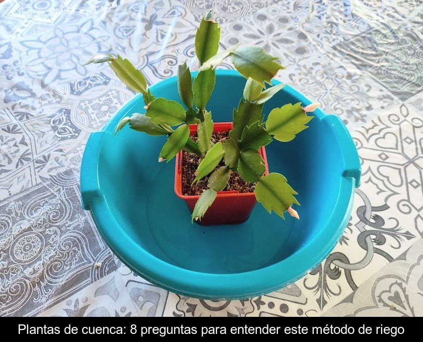Plantas De Cuenca: 8 Preguntas Para Entender Este Método De Riego