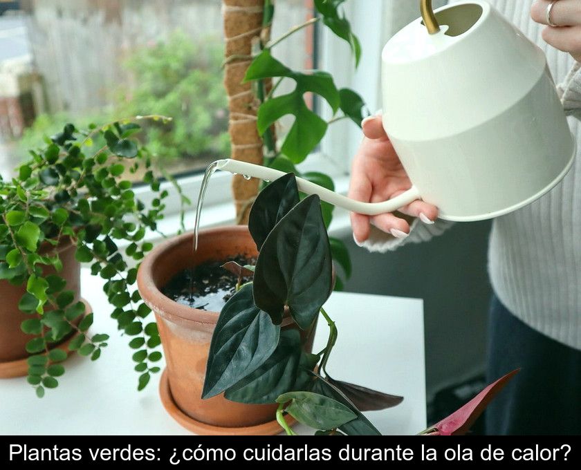 Plantas Verdes: ¿cómo Cuidarlas Durante La Ola De Calor?