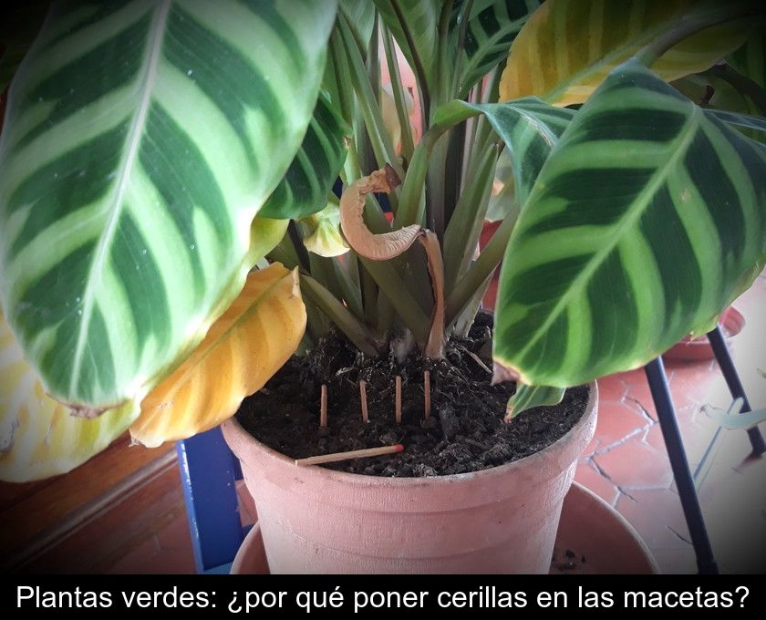 Plantas Verdes: ¿por Qué Poner Cerillas En Las Macetas?
