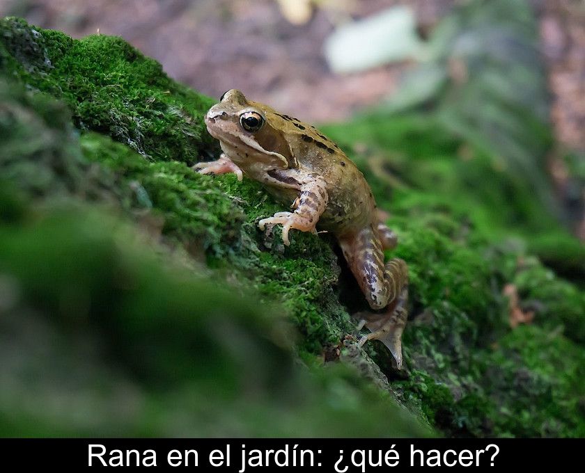 Rana En El Jardín: ¿qué Hacer?