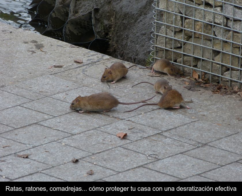Ratas, Ratones, Comadrejas... Cómo Proteger Tu Casa Con Una Desratización Efectiva