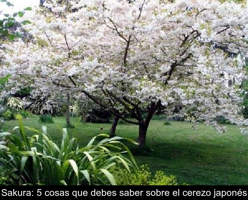 Sakura: 5 Cosas Que Debes Saber Sobre El Cerezo Japonés