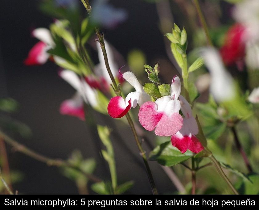Salvia Microphylla: 5 Preguntas Sobre La Salvia De Hoja Pequeña