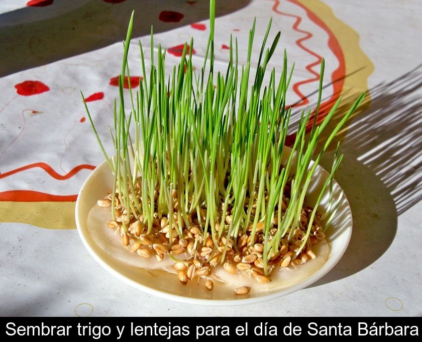 Sembrar Trigo Y Lentejas Para El Día De Santa Bárbara