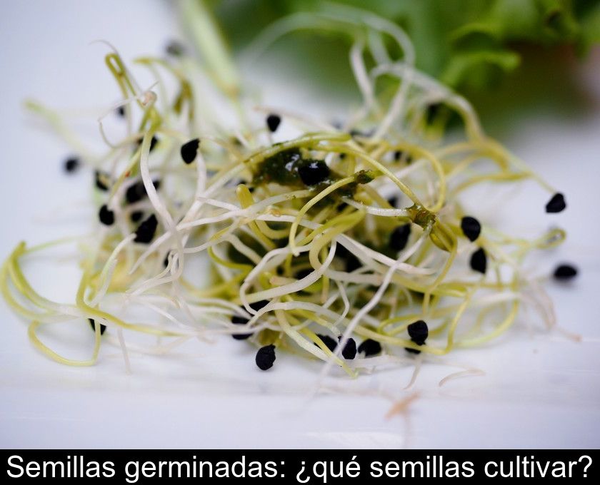 Semillas Germinadas: ¿qué Semillas Cultivar?