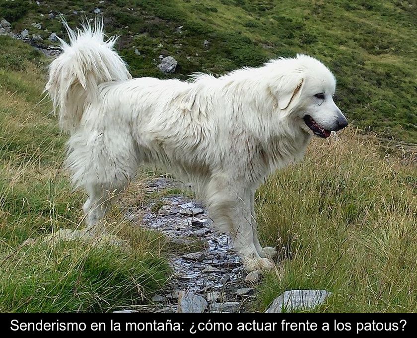 Senderismo En La Montaña: ¿cómo Actuar Frente A Los Patous?