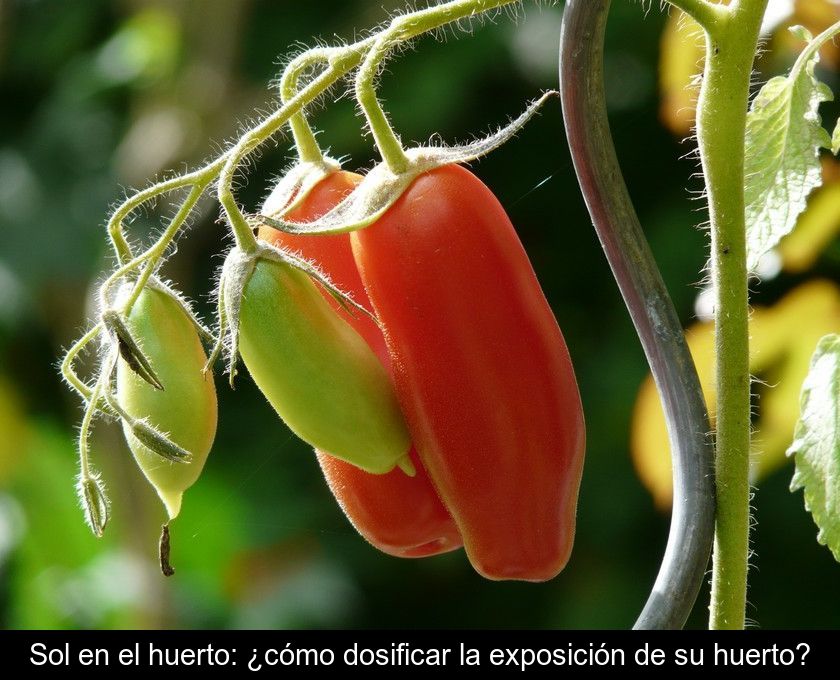 Sol En El Huerto: ¿cómo Dosificar La Exposición De Su Huerto?