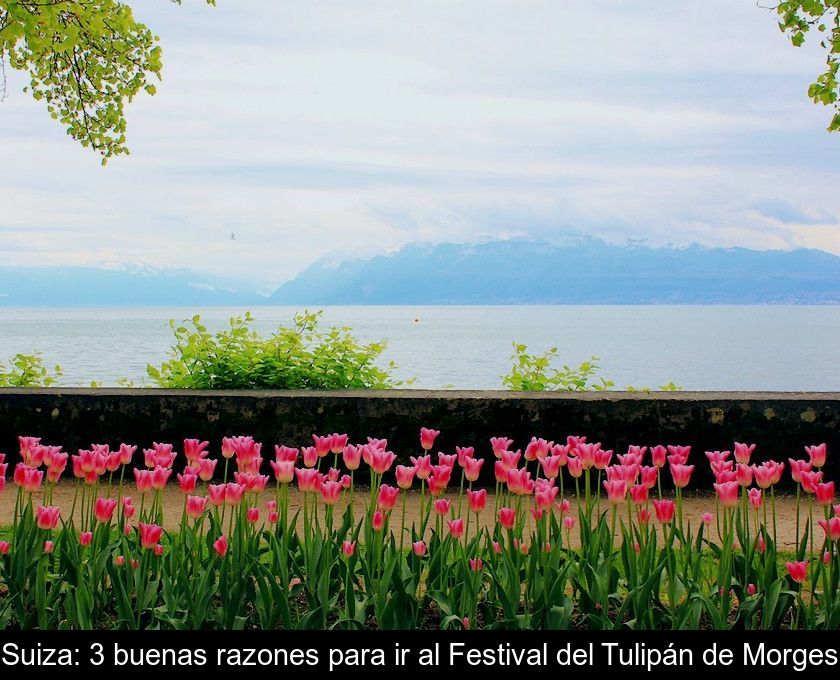 Suiza: 3 Buenas Razones Para Ir Al Festival Del Tulipán De Morges
