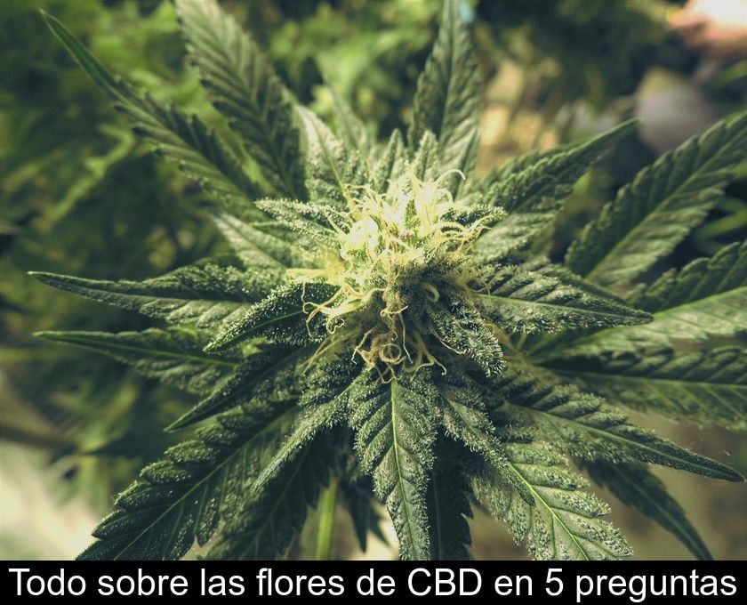 Todo Sobre Las Flores De Cbd En 5 Preguntas