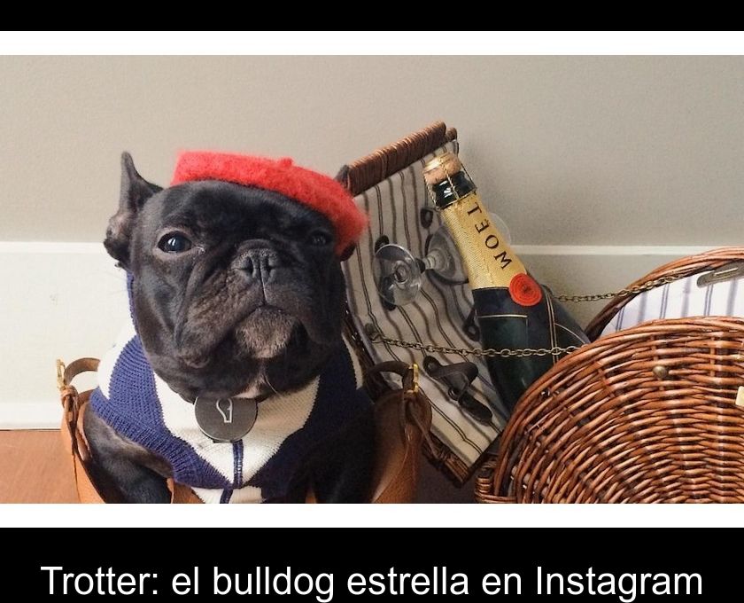 Trotter: El Bulldog Estrella En Instagram