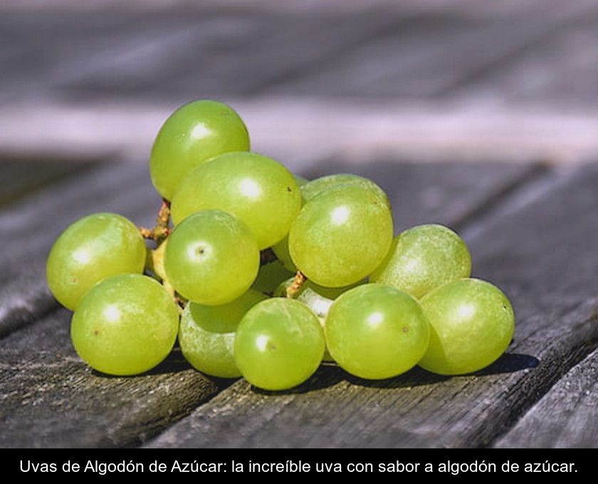 Uvas De Algodón De Azúcar: La Increíble Uva Con Sabor A Algodón De Azúcar.