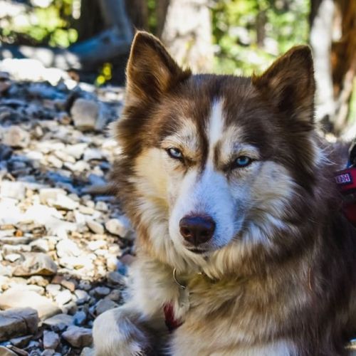 5 buenas razones para practicar el cani rando con tu perro.