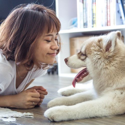 Adoptar un animal: ¿qué es el certificado de compromiso?