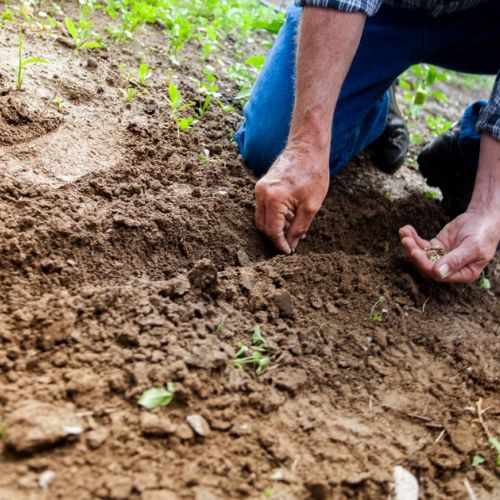 Aficiones: ¿por qué el jardín?