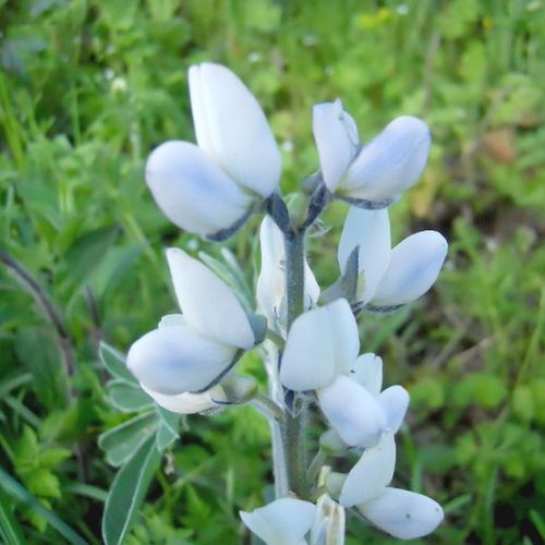 Altramuz blanco: una planta decorativa y comestible