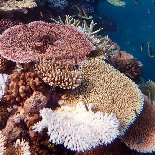 Buceo submarino: 5 cosas que debes saber sobre el coral
