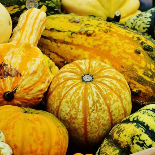 Calabaza amarga: ¡cuidado con el envenenamiento!