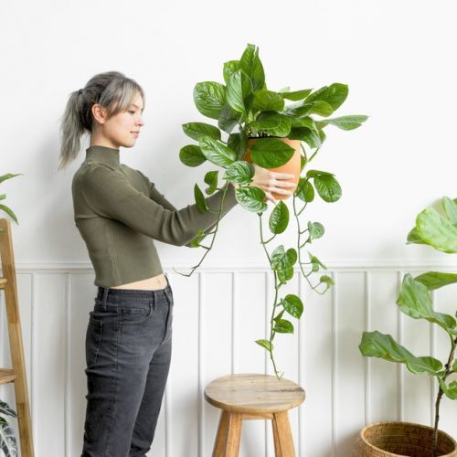 Calor: plantas de interior para refrescar la casa