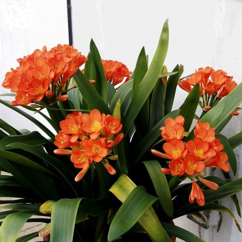 Clivia: ¿cómo mantenerla y hacerla florecer?