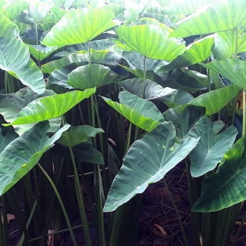 Colocasia: la planta con orejas de elefante