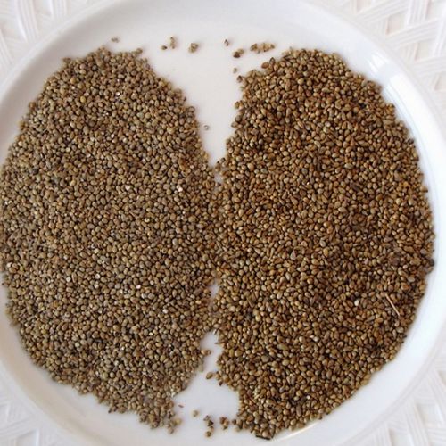 ¿Cómo cocinar el mijo y aprovechar sus beneficios?