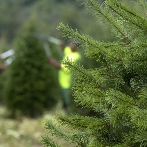 ¿Cómo elegir un árbol de Navidad en 3 preguntas?