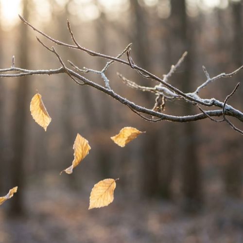 Cómo sobreviven los árboles al invierno: el gran secreto de la dormancia invernal.