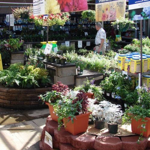 Compras en centros de jardinería: ¿cómo elegir las plantas adecuadas?
