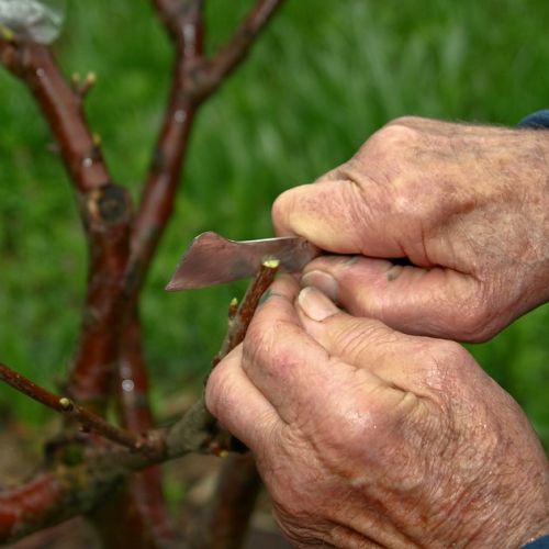 ¿Cuál es la diferencia entre un árbol franco y un árbol injertado?