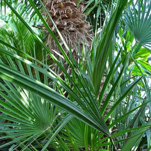 ¿Cuáles son las mejores plantas para la próstata?