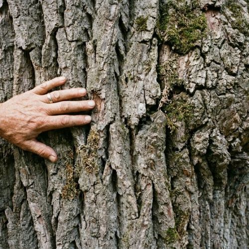 ¿Cuánto tiempo viven los árboles? La increíble longevidad de los hayas y los robles.