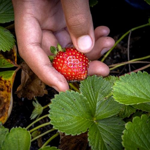 Cultivar fresas en 7 preguntas.