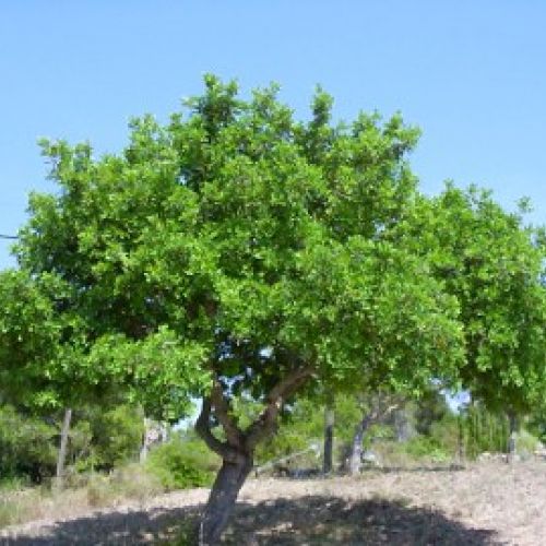 El algarrobo: el árbol de los cuernos pequeños