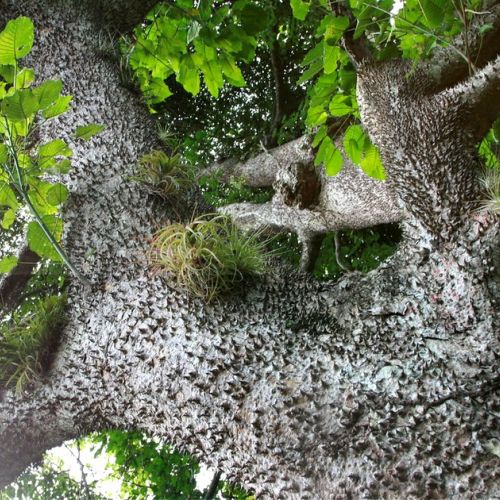El árbol dinamita: 5 cosas que debes saber sobre la especie Hura crepitans