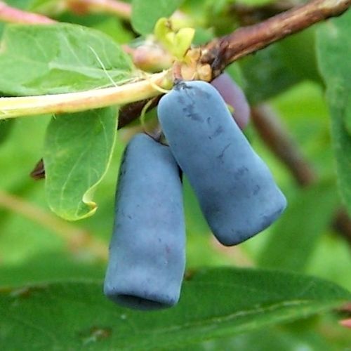 El camerisero o madreselva comestible: un arbusto sorprendente