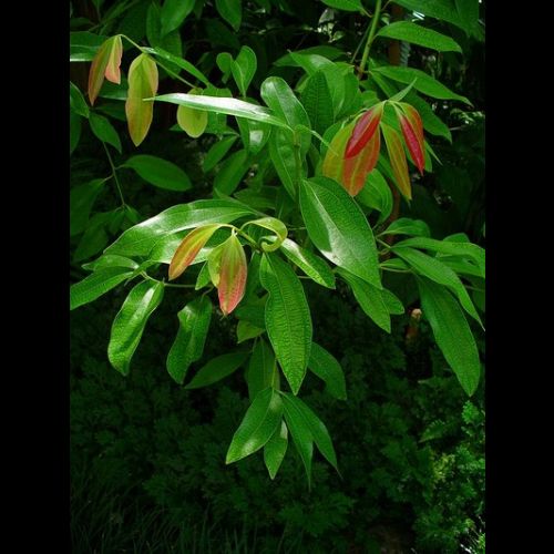 El canelo de Ceilán: el árbol que da la canela