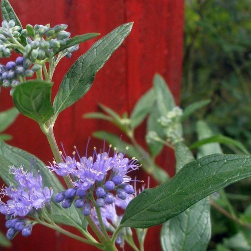 El caryopteris: una hermosa planta con flores en otoño