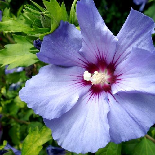 El hibisco: una hermosa floración veraniega