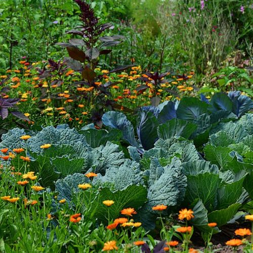 El huerto perenne: ¿qué verduras plantar?