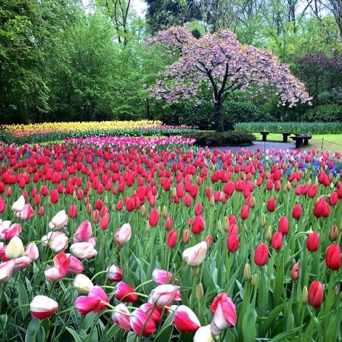 El Keukenhof: un jardín único en el mundo