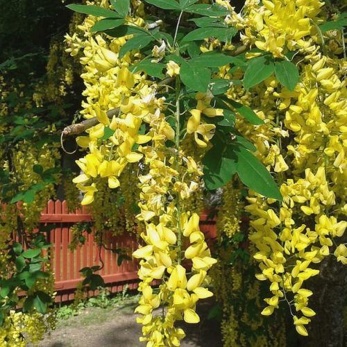 El laburnum: un pequeño árbol con una floración deslumbrante