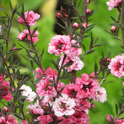 El leptospermum o manuka: un arbusto decorativo y fragante