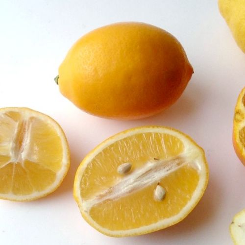 El limón Meyer: un cítrico por descubrir