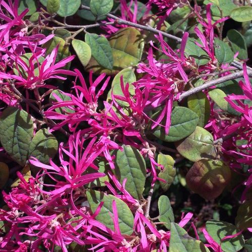 El loropetalum: un arbusto decorativo con flores rosas.