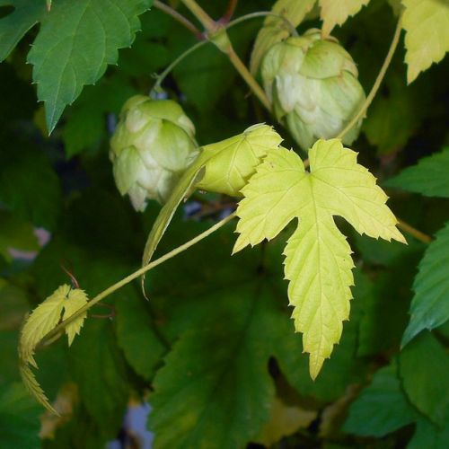 El lúpulo dorado: una planta trepadora para adoptar en el jardín.