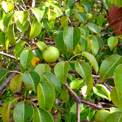 El manzanillo: el árbol más tóxico del mundo.