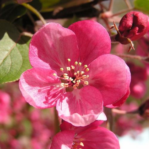 El manzano japonés: un arbusto que florece en primavera