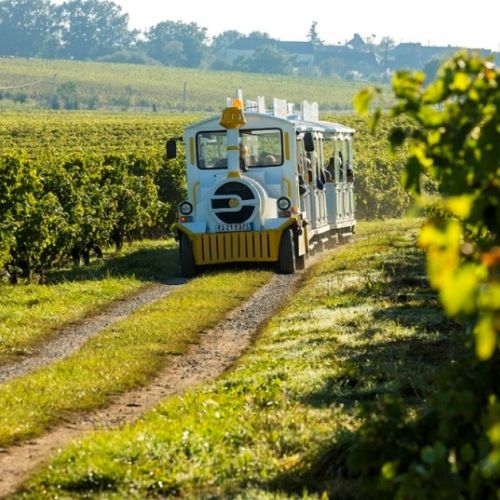 El pequeño tren de Chalonnes-sur-Loire: un paseo por los viñedos de Coteaux du Layon.