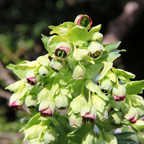 El pie de grifo: una flor de invierno