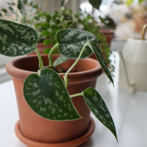 El pothos moteado: 5 buenas razones para adoptar esta planta